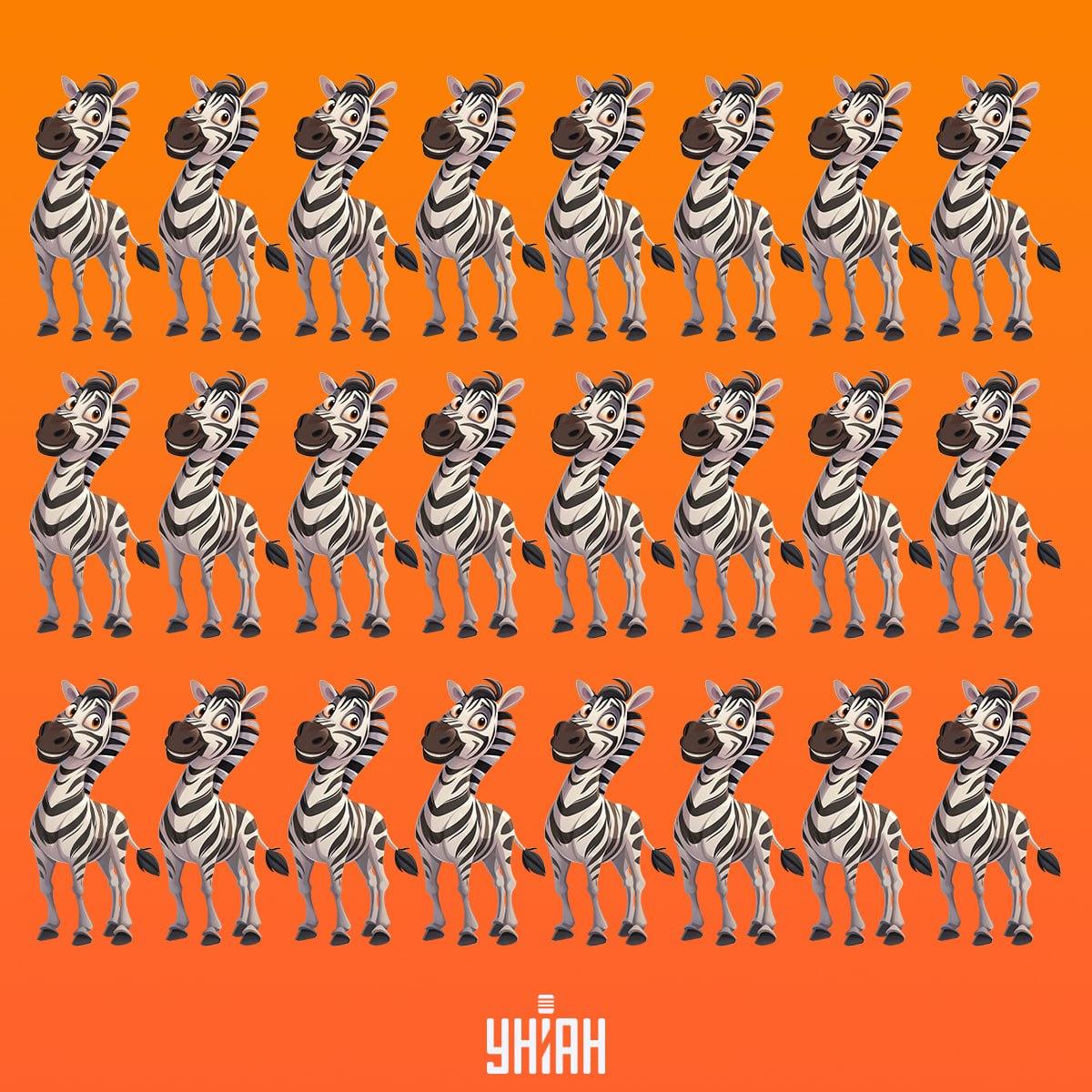 Está na altura de encontrar uma zebra que não seja como as outras / colagem Moje