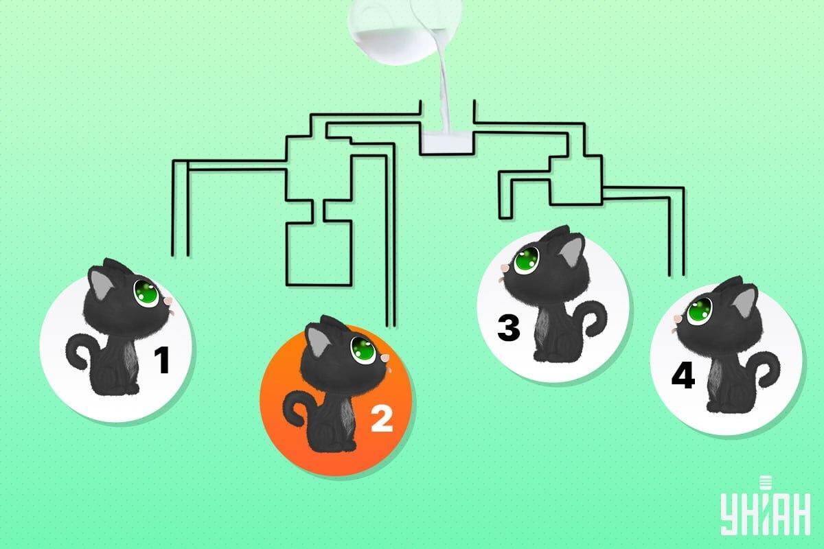 O gato sortudo era o número 2 / Colagem Moje