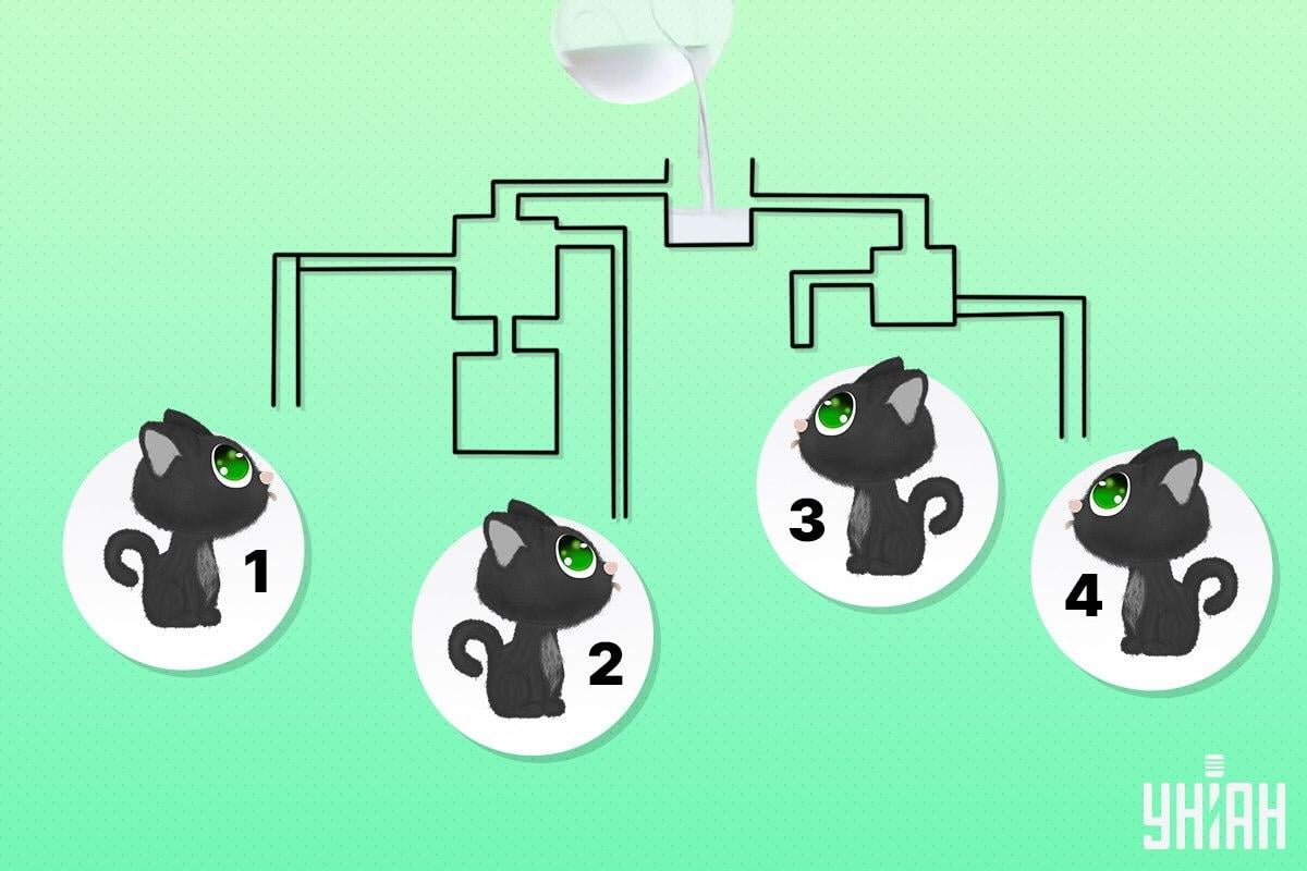 Descobre o gato que pode ser o primeiro a beber leite / Moje collage