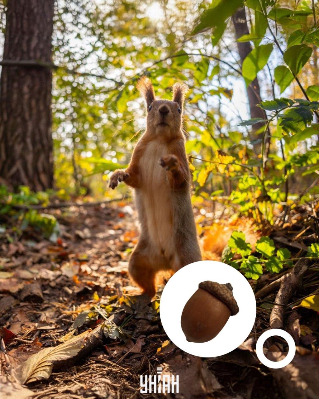 A bolota estava no fundo do puzzle ótico / colagem com foto Moje