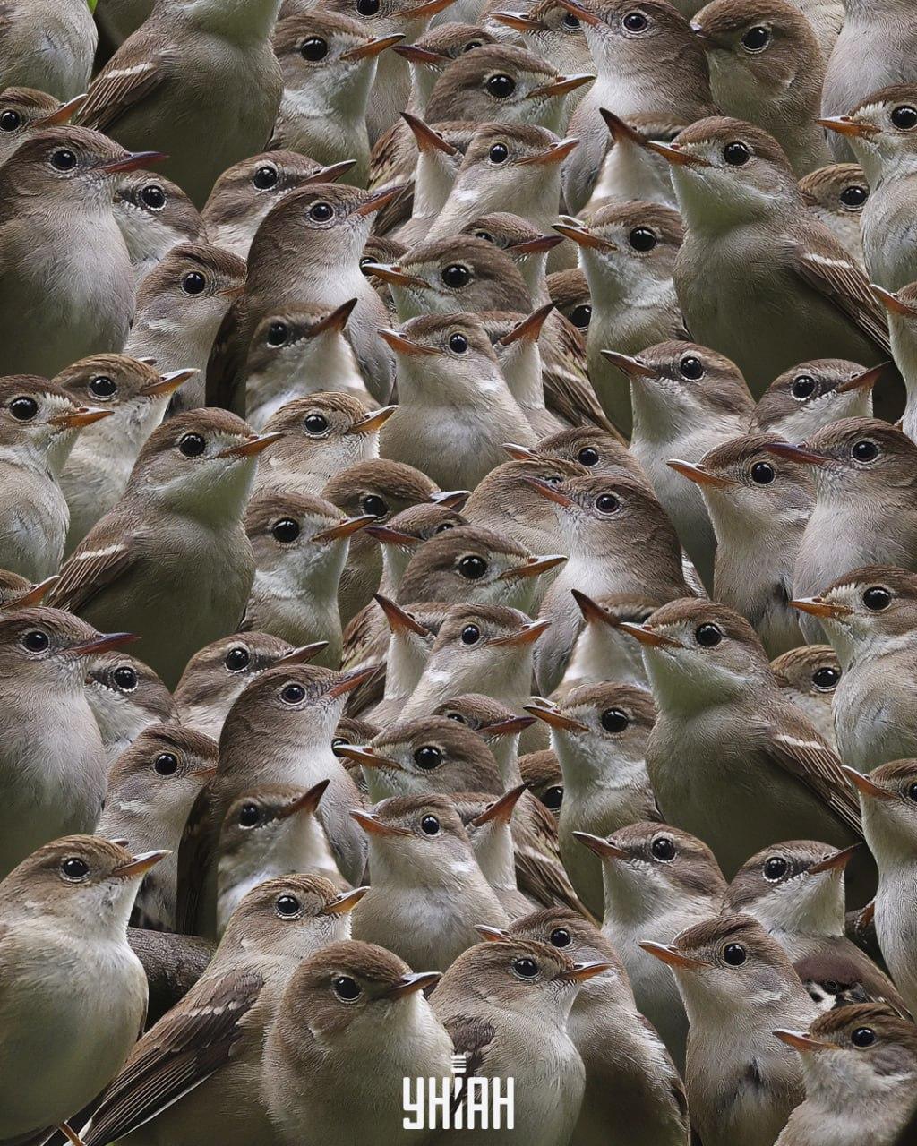 Procura-se um pardal entre rouxinóis / colagem Moje