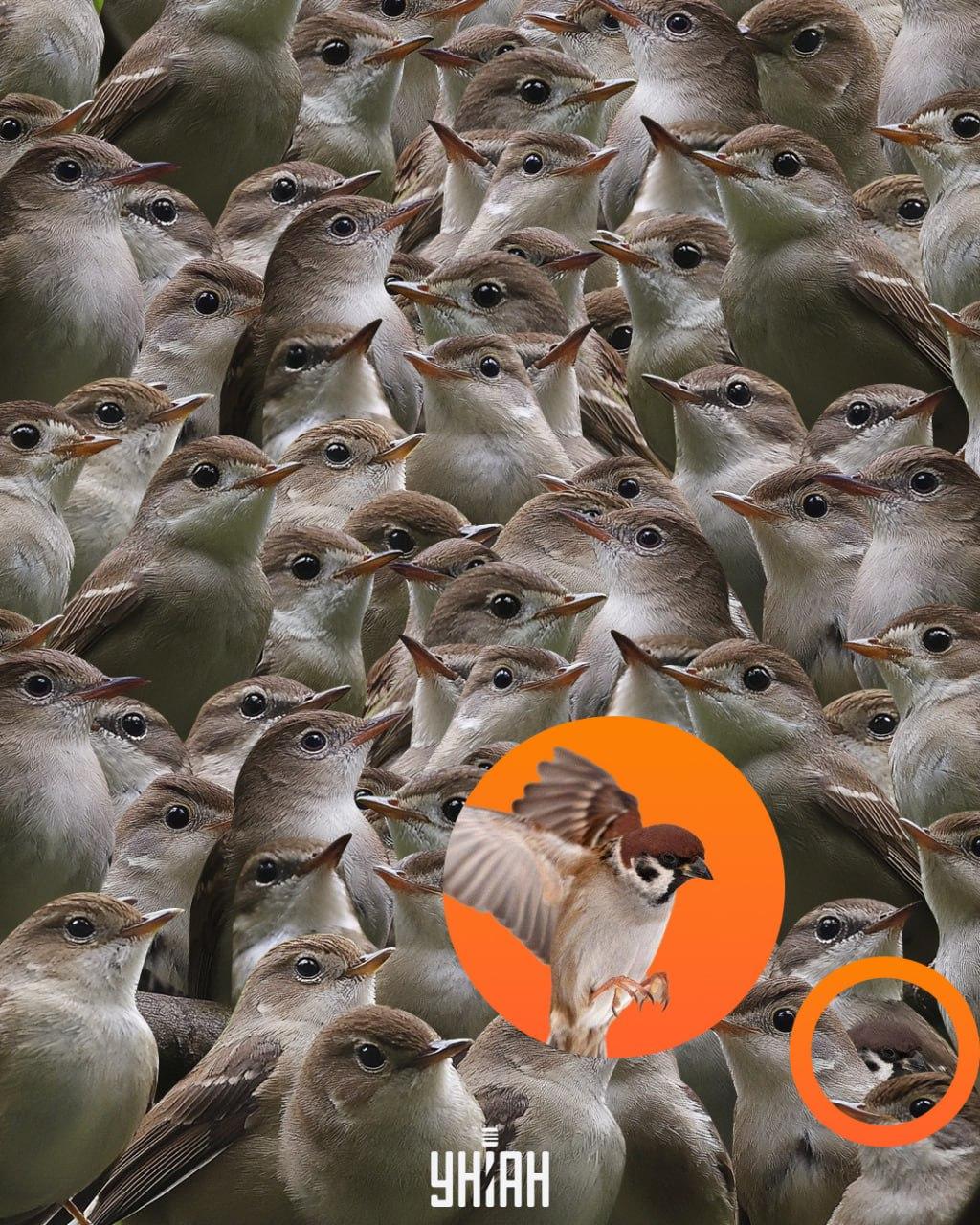 O pardal estava na parte inferior do puzzle / colagem Moje