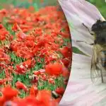 A ilusão de ótica mais difícil: é preciso encontrar uma