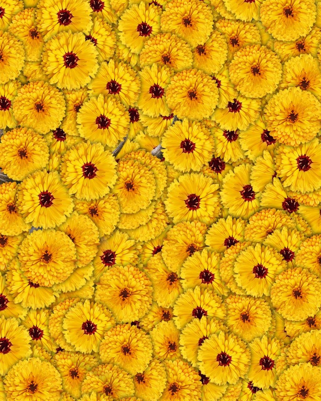 Apenas 1 em cada 10 pessoas consegue encontrar um veado numa fotografia em 7 segundos: uma ilusão de ótica muito complexa