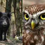 Apenas as pessoas com um QI elevado encontrarão a coruja