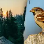 Apenas pessoas com "visão de falcão" conseguem encontrar um pardal