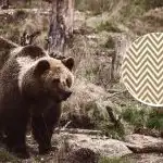 É preciso encontrar o urso em 11 segundos: uma ilusão