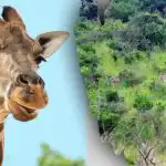 Encontre todos os animais da imagem em 10 segundos: um