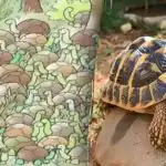 Nem mesmo os génios conseguem encontrar a resposta ao enigma: