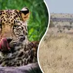 O leopardo só será encontrado por quem tiver "olhos de