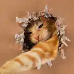 O seu gato é um génio: um teste de QI