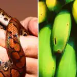 Só alguns são capazes de o fazer: só pessoas com