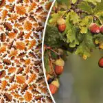 Só os especialistas conseguem encontrar a bolota em 10 segundos