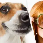 Só um verdadeiro titã do QI verá um cão na neve em 10 segundos: uma ilusão de ótica de cortar a respiração Só um verdadeiro titã do QI verá um cão na