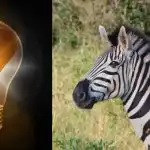 Teste de QI simples: encontrar a zebra estranha em 10