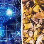 Teste rápido de QI: encontrar três tartarugas entre as folhas