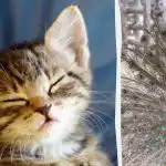 Toda a gente vê um pavão e só as pessoas