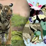 Um desafio para os génios: encontrar a cria de tigre